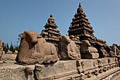 Mamallapuram - Tamil Nadu. The Shore Temple. The stone wall with rows of seated Nandi bulls. 